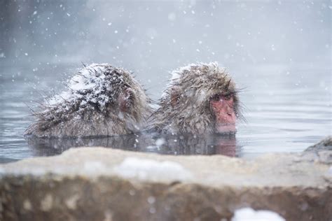 Returning to See the Japan Snow Monkeys (in Winter, This Time)