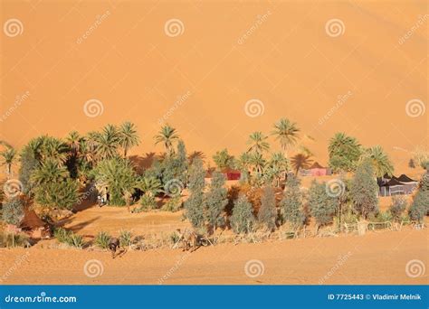 An Oasis In The Sahara Desert. Royalty-Free Stock Photo | CartoonDealer ...