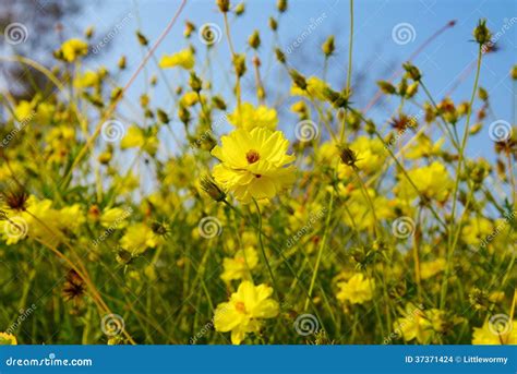 Yellow Cosmos flower stock photo. Image of field, cosmos - 37371424