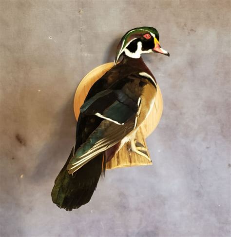 Wood Duck Mounts | Drake Wood Duck Mount | Texas Waterfowl Mounts