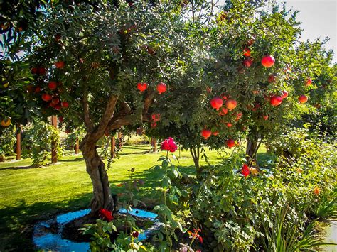 Salavatski Pomegranate Tree