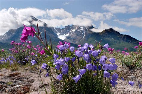 The Flora of Greenland – an intense and green arctic experience ...