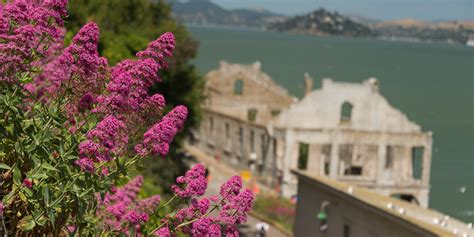 Alcatraz Gardens Gallery | Golden Gate National Parks Conservancy