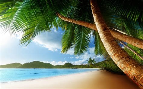 Palm Tree Island Wallpapers - Top Free Palm Tree Island Backgrounds ...