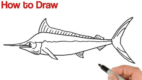 How to Draw Blue Marlin Fish | Animals Drawings for Beginners - YouTube