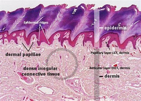 96 best images about Histology - Skin on Pinterest | Scanning electron micrograph, Decks and ...