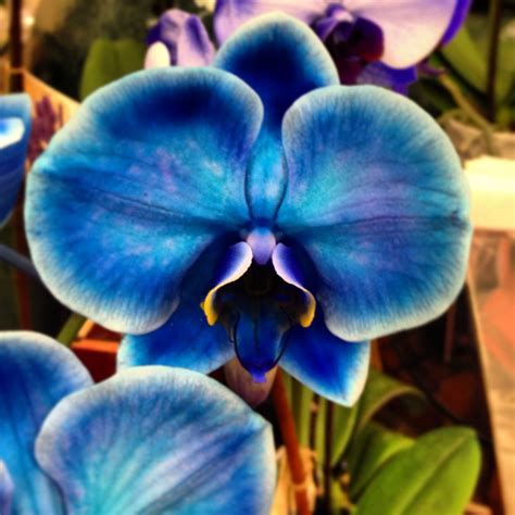 KC Royal Blue Orchid | Blue orchids, Flowers, Orchids