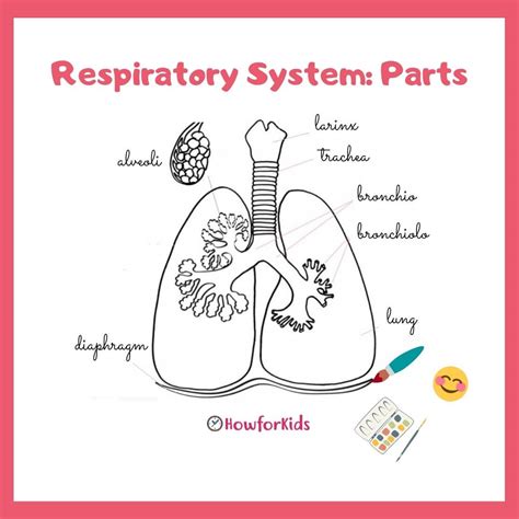 Respiratory System [Parts and Functions for Kids] – HowForKids