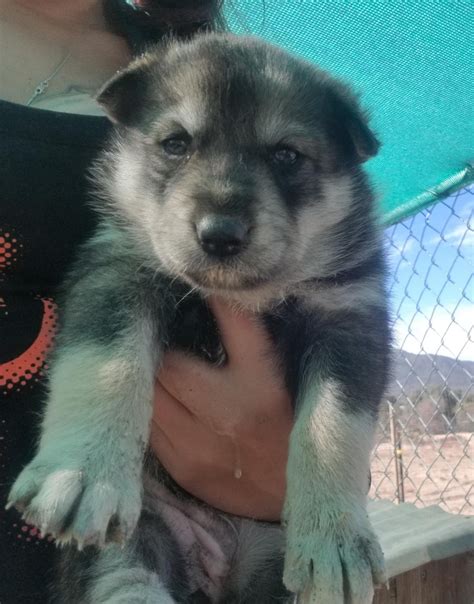 Wolfdog Puppies For Sale | Anza, CA #253922 | Petzlover