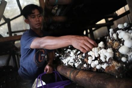 250 Mushroom cultivation Stock Pictures, Editorial Images and Stock ...