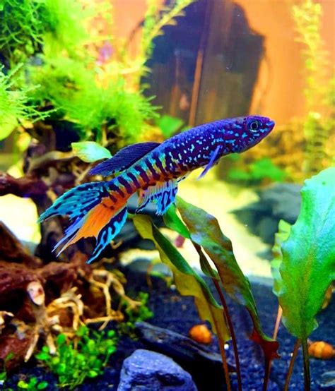 The 39 Most Colorful Freshwater Aquarium Fish | Tropical fish aquarium ...