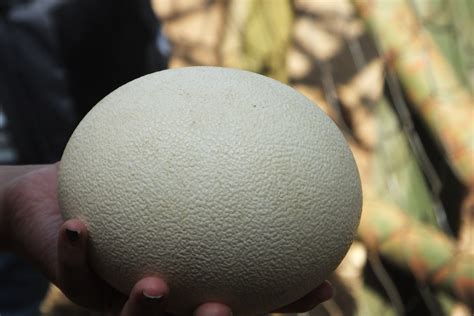 Ostrich Eggs | SIMILAR BUT DIFFERENT IN THE ANIMAL KINGDOM