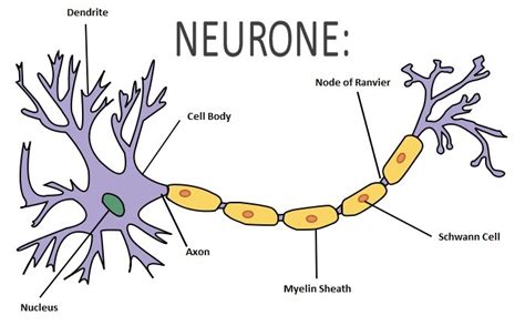 draw a neat and labeled diagram of a nerve cell. - Brainly.in