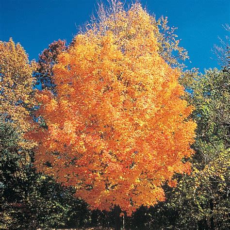 Sugar Maple Tree | Gurney's Seed & Nursery Co.