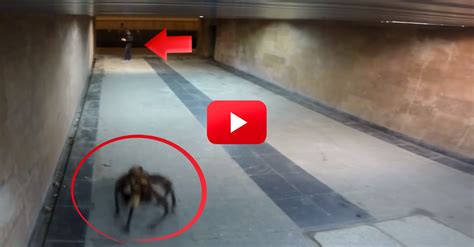 This Giant Spider Dog Prank Had Me Cracking Up! The Last Guy’s Reaction Was Priceless! | The ...