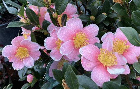 How to choose and grow camellias, the queen of winter flowers, in Oregon