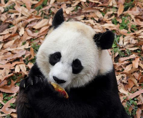 The Zoo Signs Agreement For Five More Years of Pandas | DCist