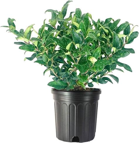 Curled Leaf Privet 1 Large Gallon Size Plant Ligustrum Japonicum ...