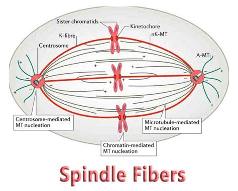 Spindle Fibers