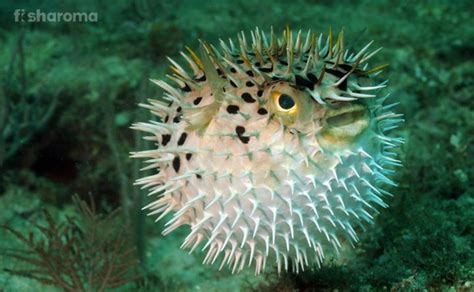 Pufferfish Care Guide - Tank Requirements, Diet, Lifespan & More