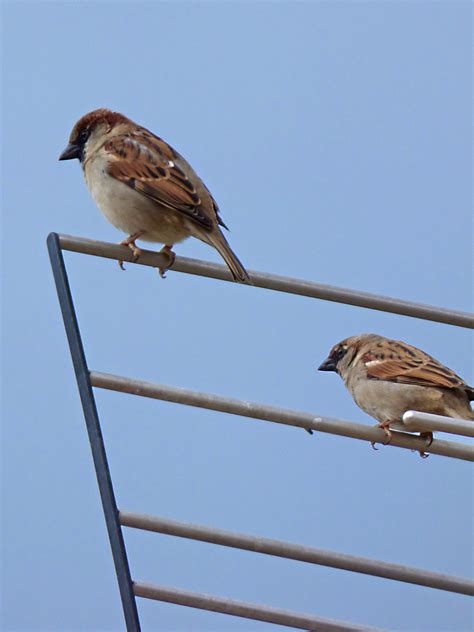 Gambar Burung Pipit Terbang - Gambar Burung