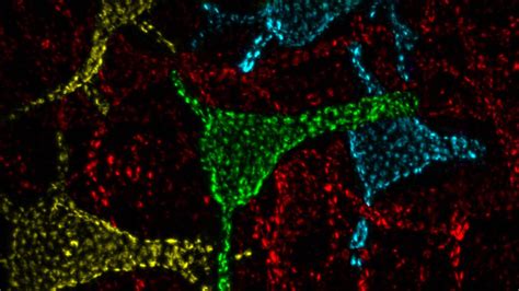 Unlocking the Function of Calcium Signaling Hotspots on Neurons | UC Davis