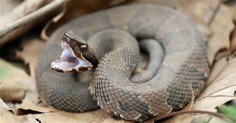 Do Cottonmouth Snakes Go Away in the Winter? - A-Z Animals