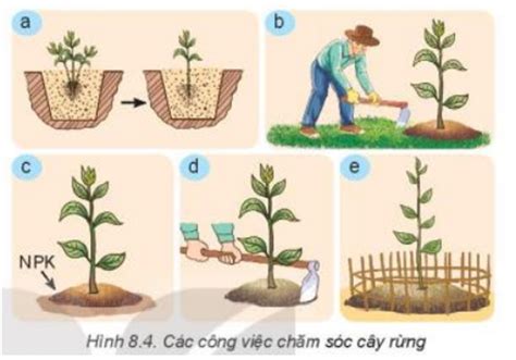 Hãy sắp xếp các ảnh trong Hình 8.2 theo thứ tự các bước trong quy trình ...