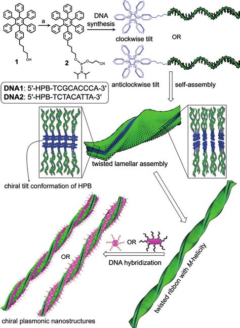 Scheme 1. Synthesis of DNA-based amphiphiles through phosphoramidite... | Download Scientific ...