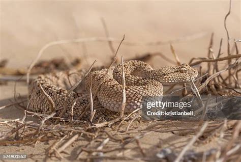 93 Sand Viper Stock Photos, High-Res Pictures, and Images - Getty Images