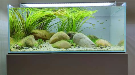 Betta Fish Tank, Aquarium Fish Tank, Planted Aquarium, Fish Tanks ...