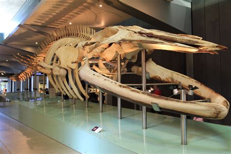 Whale Skeleton at Melbourne Museum