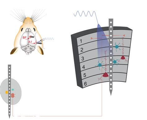 Techniques – Polley Lab