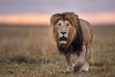 Photographer of the Year 2020 Weekly Selection: Week 23 – Gallery 2 - Africa Geographic