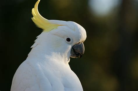 Snowball the dancing cockatoo has many moves