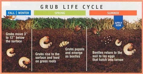 How to Detect & Control Grubs in the Lawn This Summer