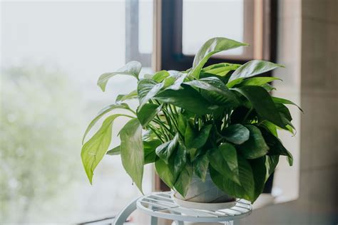 Pothos Plant