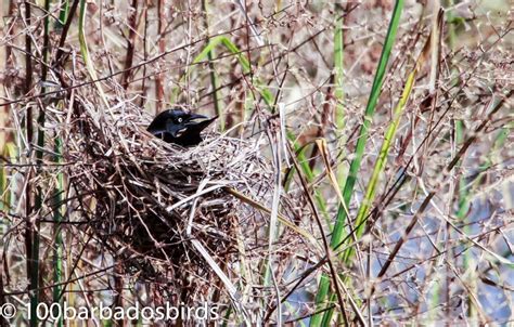 Birds of Barbados: Carib Grackles nesting at WSR