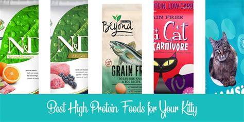 High Protein Cat Food: Best 7 Choices + Buying Guide | Raise a Cat