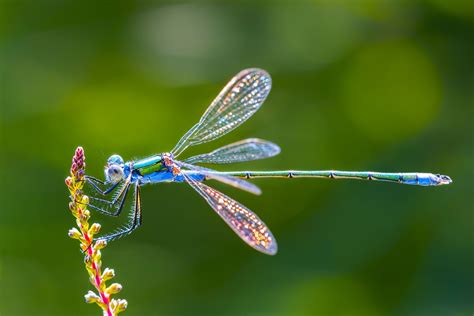 8 Things You Never Knew About Dragonflies