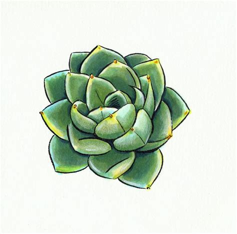 Nattosoup | Succulents drawing, Succulents illustration, Cactus ...