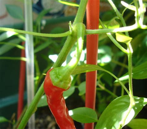 vegetables - What is the right way to pick peppers so the plant keeps producing? - Gardening ...