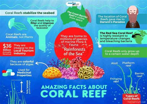 15 Amazing Facts About Coral Reefs – NBKomputer