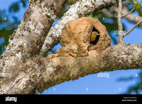 Rufous Hornero (Furnarius rufus) looking out of the nest, Brazil, Mato ...