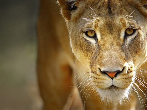 Animals With Beautiful Eyes: Stunning close ups