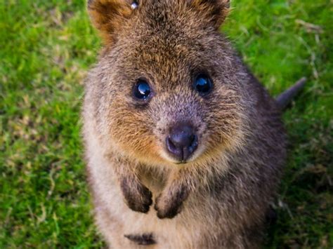 Meet the Quokka