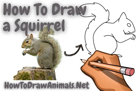 How To Draw a Squirrel - EASY Drawing Tutorial!