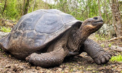 Why Is The Giant Turtle Endangered?