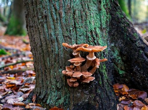 Tree Bark Fungus Identification Guide | Gardening Know How