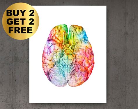 Watercolor Human Brain Art Anatomical Brain Neurologist - Etsy